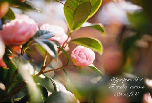 Olympus Slr Camera (Film) M-1