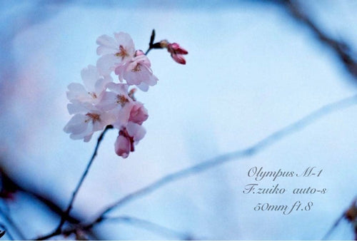 Olympus Slr Camera (Film) M-1