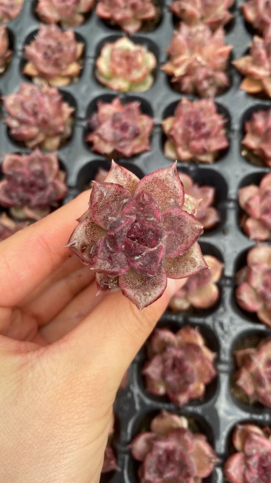 Other Succulents 105 X1006