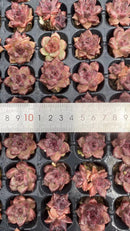 Other Succulents 105 X1006