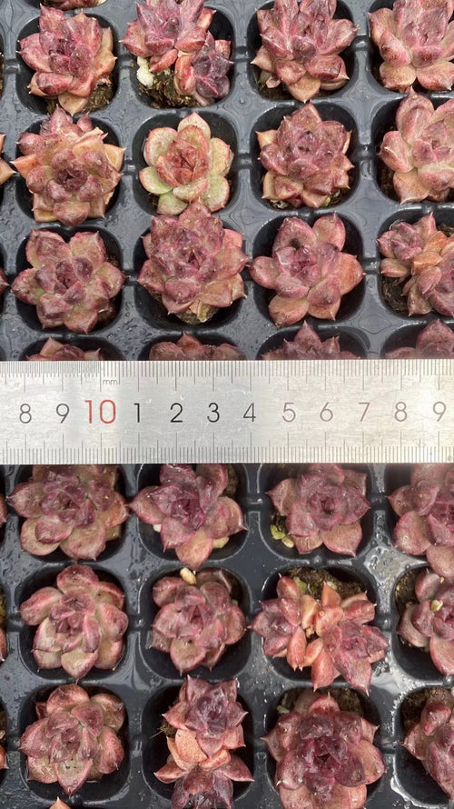 Other Succulents 105 X1006