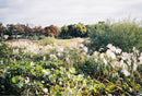 Contax Compact Camera (Film) T2