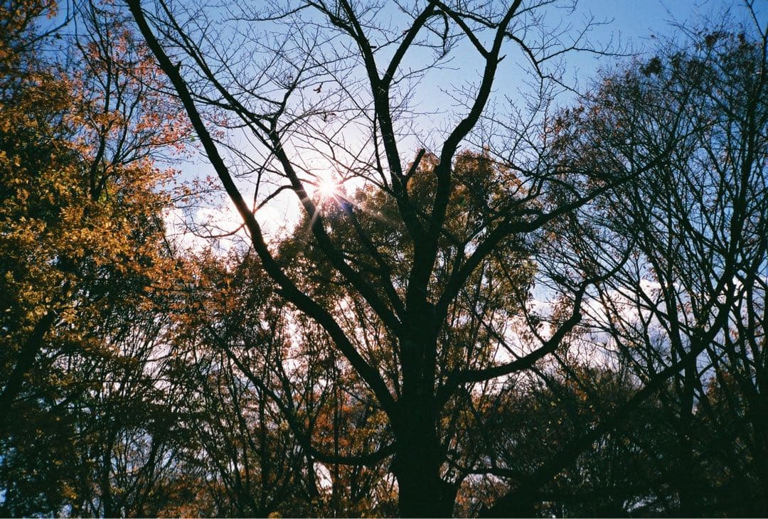 Contax Compact Camera (Film) T2
