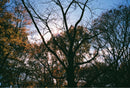Contax Compact Camera (Film) T2