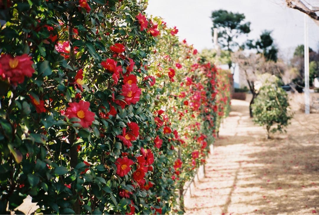 Contax Compact Camera (Film) T2