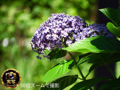 Fujifilm Other Finepix S1 50