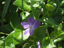 Compact Digital Camera Fine Pix Z2