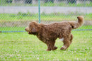 Sigma Zoom Lenses Apo 150-500Mm F5-6.3 Pentax K