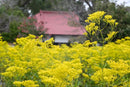 Leica Lens (Single Focus) Summicron F2 2Nd.