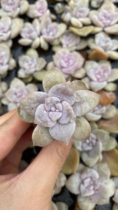 Other Succulents X1003 105