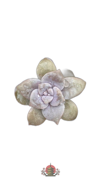 Other Succulents X1003 105