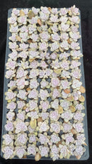 Other Succulents X1003 105