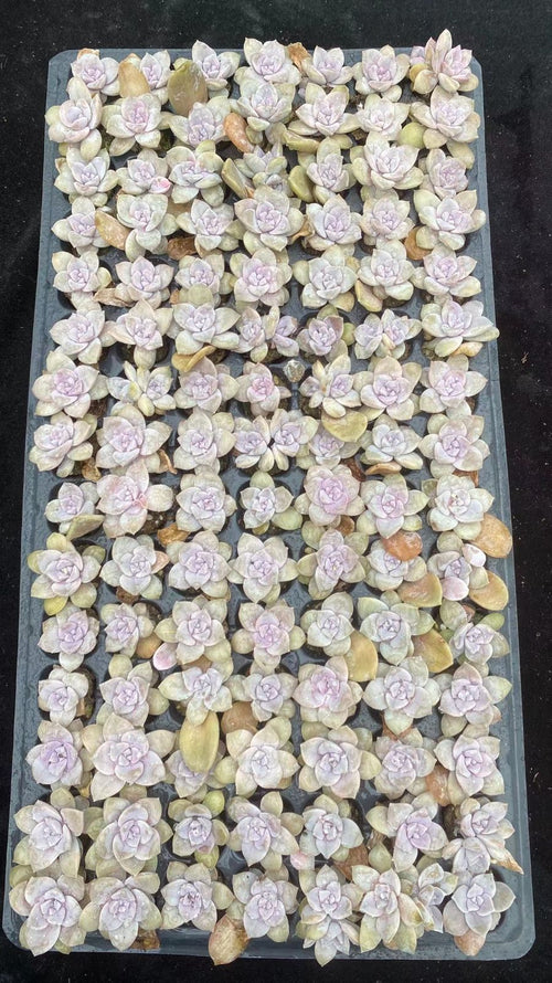 Other Succulents X1003 105