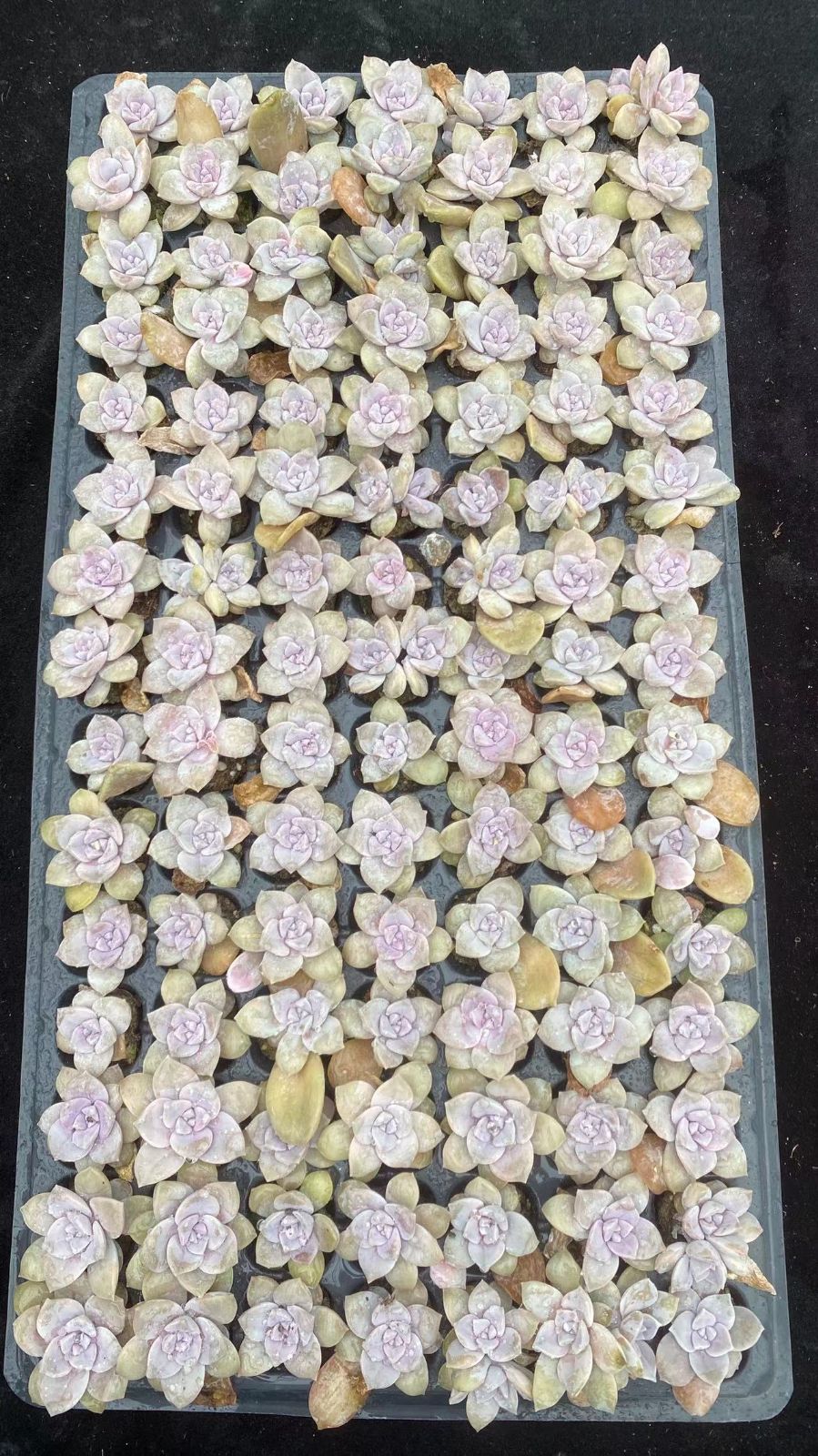 Other Succulents X1003 105