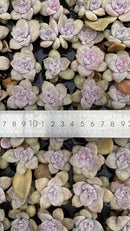 Other Succulents X1003 105