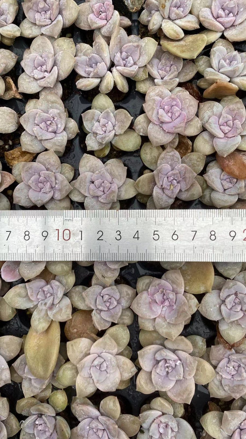 Other Succulents X1003 105