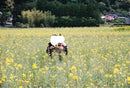Canon Slr Cameras (Film) Eos Kiss L