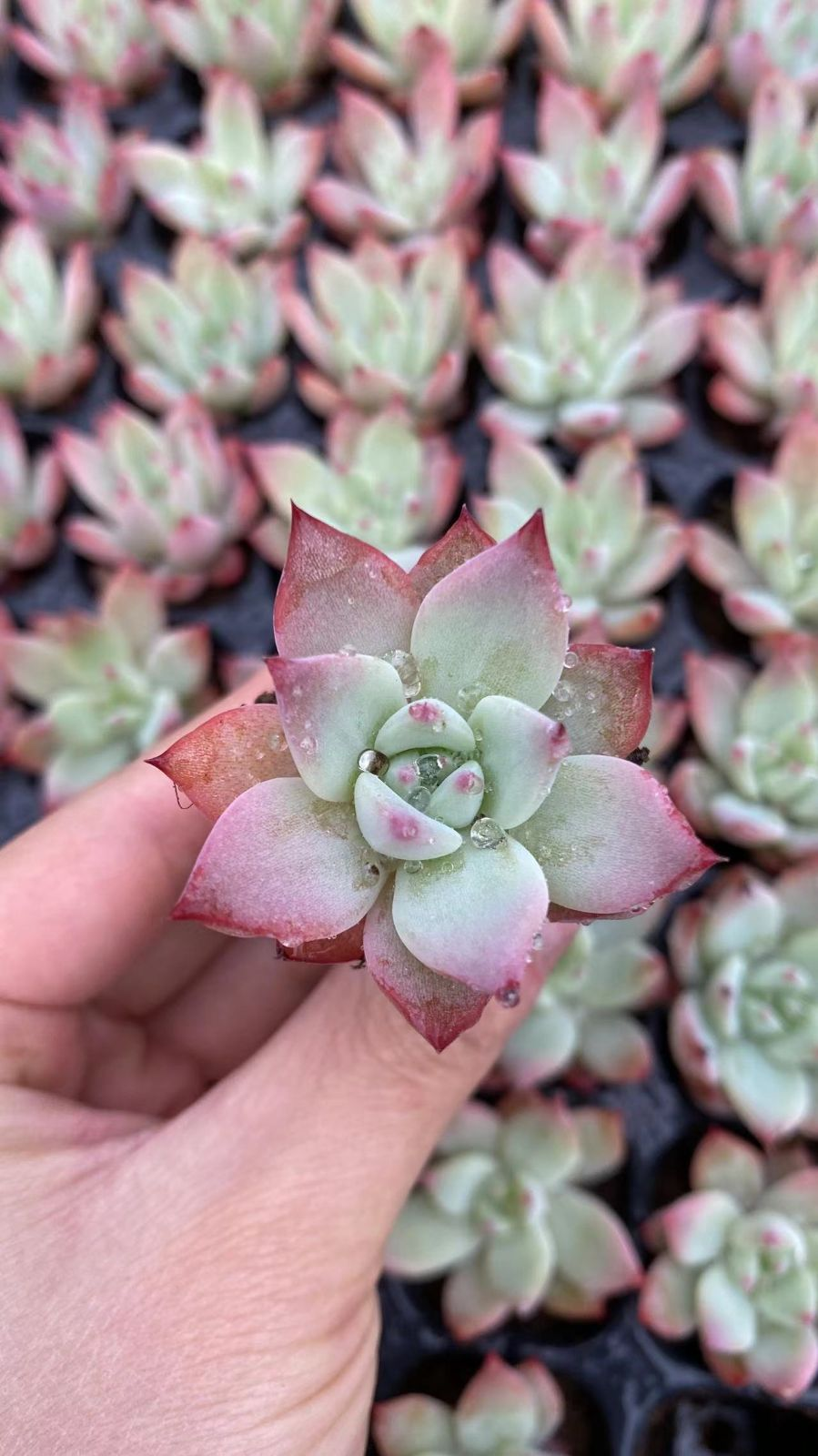 Other Succulents 128 X1000