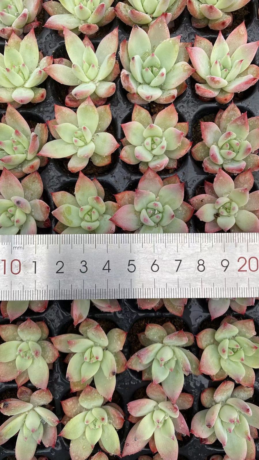 Other Succulents 128 X1000