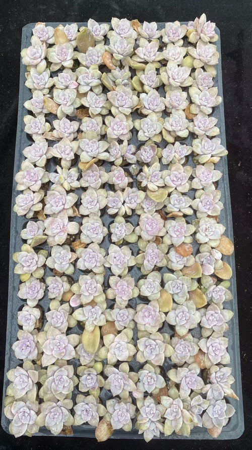 Other Succulents 105 X1003
