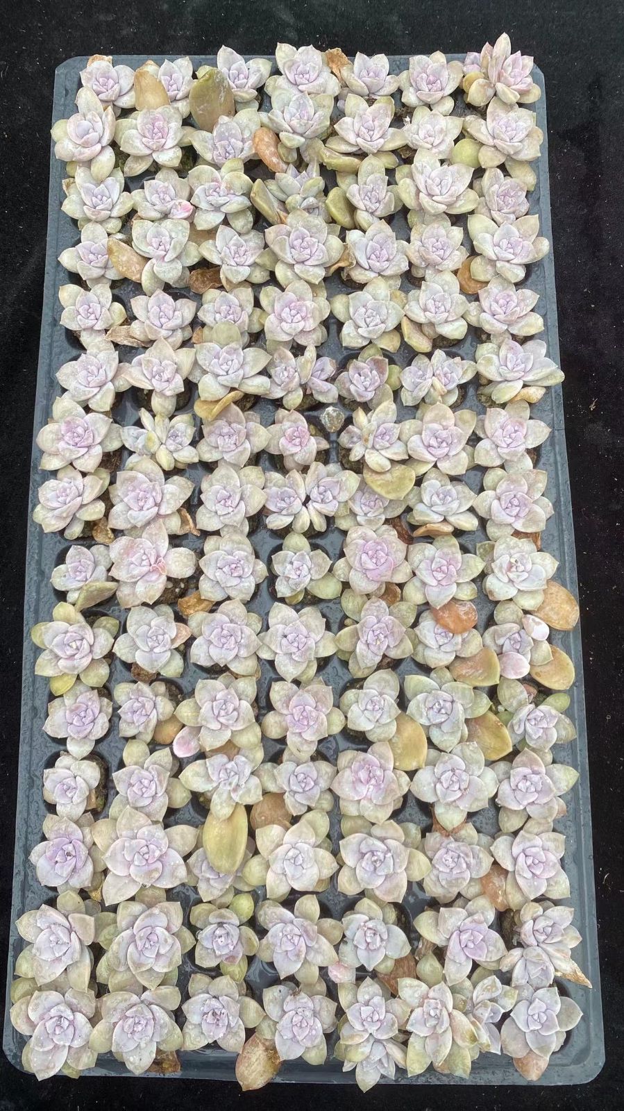 Other Succulents 105 X1003