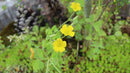 Canon Lens (Single Focus) Ef-M F/2 St M100
