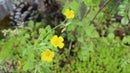 Canon Lens (Single Focus) Ef-M F/2 St M100