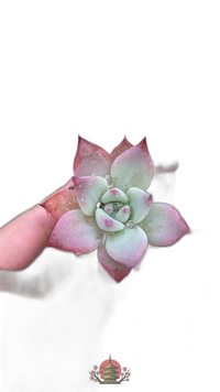 Other Succulents X1000 128