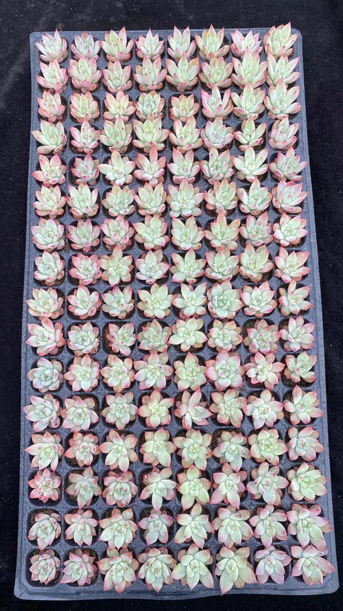 Other Succulents X1000 128