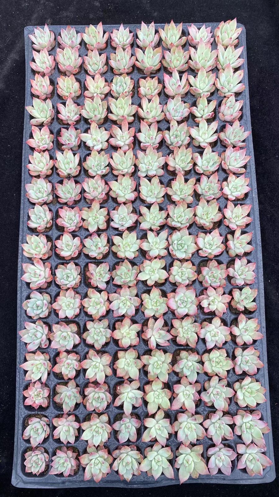 Other Succulents X1000 128