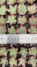 Other Succulents X1000 128
