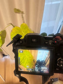 Nikon Compact Digital Camera Coolpix P500