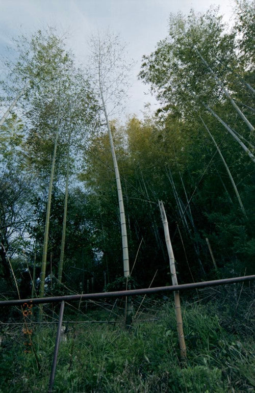 35Mm 135 Film 8 Fujicolor Superia X-Tra 400