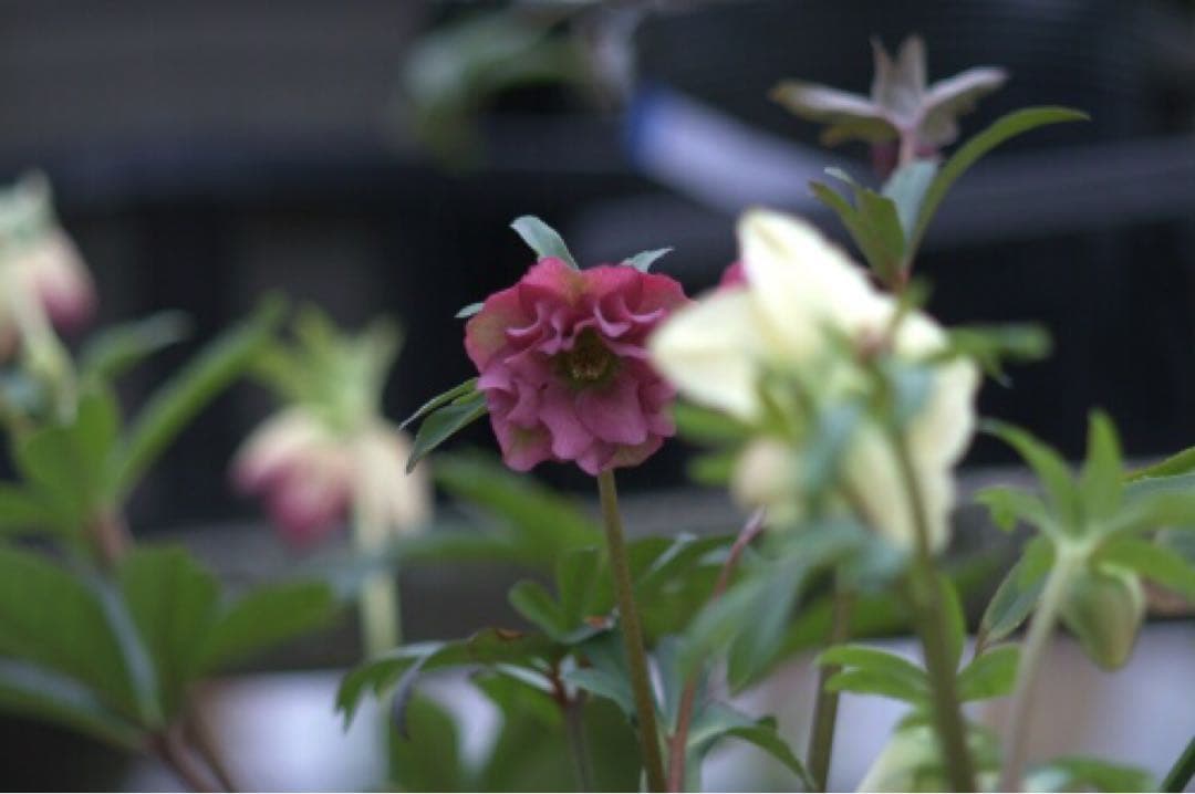 Pentax Prime Lenses Smc Takumar 1:2.8/120