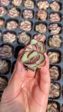 Other Succulents X1008 128