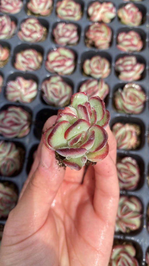 Other Succulents X1008 128