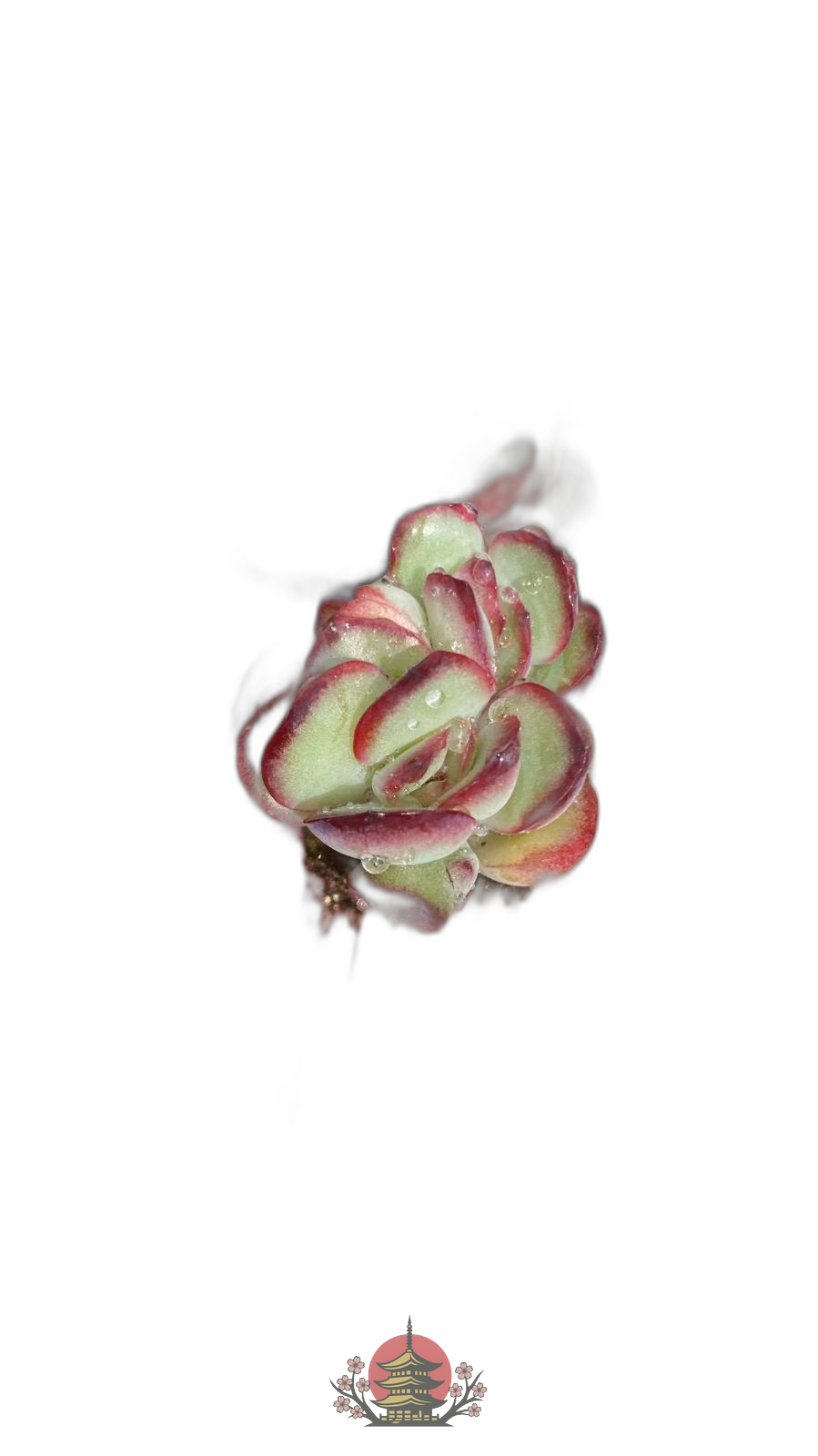 Other Succulents X1008 128