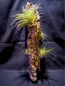 Bromeria Air Plants
