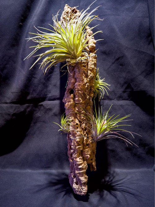 Bromeria Air Plants