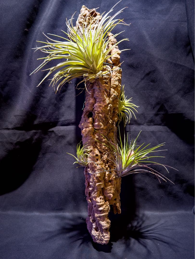 Bromeria Air Plants