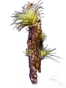 Bromeria Air Plants