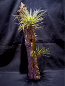 Bromeria Air Plants