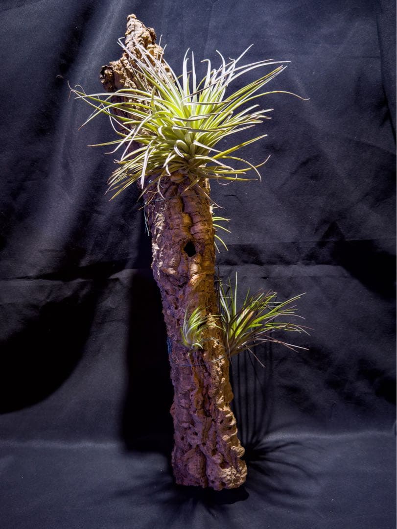 Bromeria Air Plants