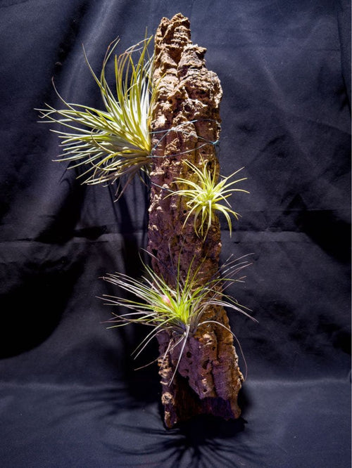 Bromeria Air Plants
