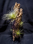 Bromeria Air Plants