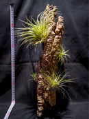 Bromeria Air Plants