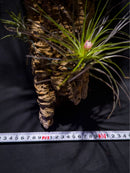 Bromeria Air Plants