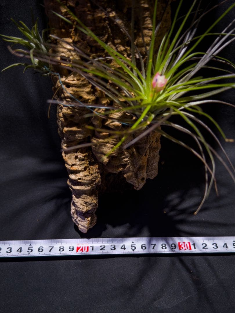 Bromeria Air Plants