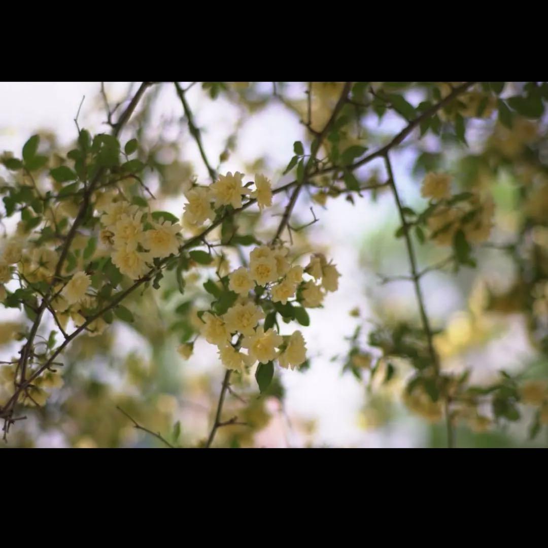 Prime Lenses Fujifilm