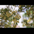 Prime Lenses Fujifilm